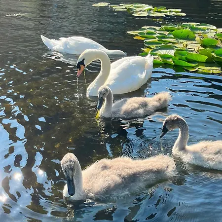 Rum i privatbostad Charming And Private Bathroom In Home, Walking Distance To Center With Free Parking