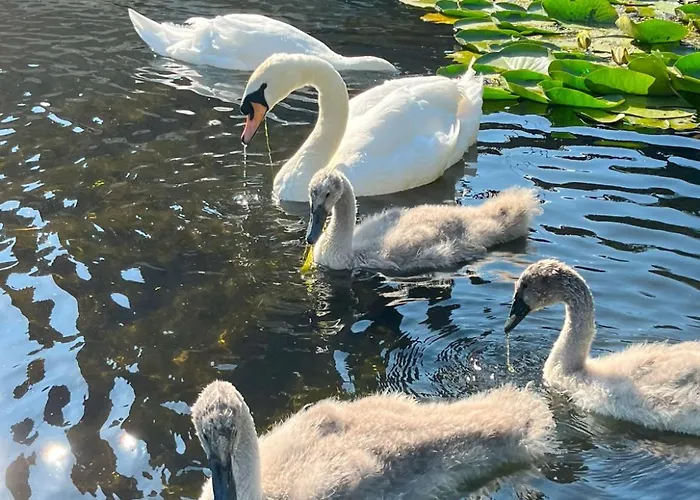 Homestay szállás Charming And Private Bathroom In Home, Walking Distance To Center With Free Parking